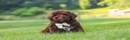 Portuguese Water Dog dogs for sale: River - Ad 1