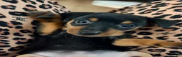 Miniature Pinscher dogs for sale: Luna - Ad 10