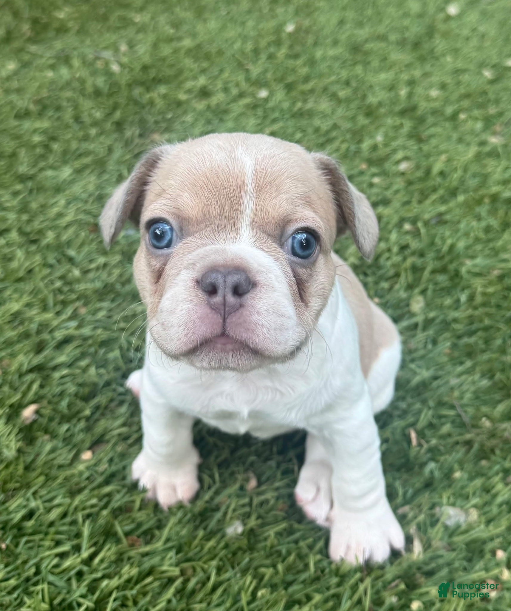 French Bulldog dogs for sale: Brown and White Spot Boy  - Ad 3