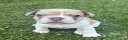 French Bulldog dogs for sale: Brown and White Spot Boy  - Ad 1