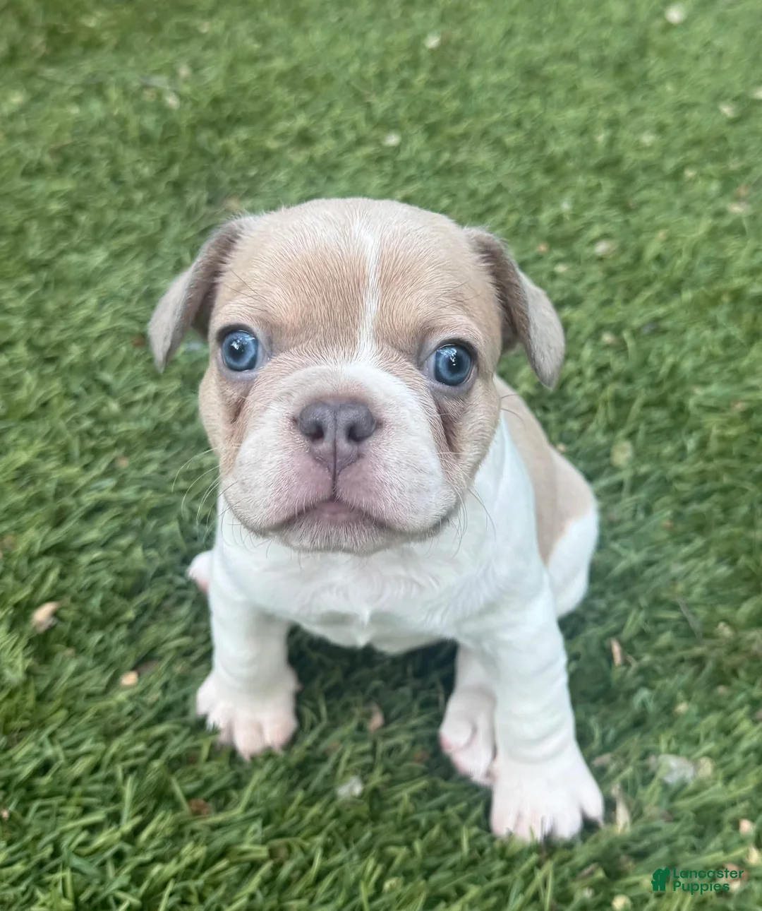 French Bulldog dogs for sale: Brown and White Spot Boy  - Ad 1