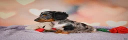 Dachshund dogs for sale: Tatum  - Ad 6