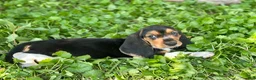 Basset Hound dogs for sale: Kimmie - Ad 11