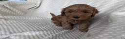Cavapoo dogs for sale: Archer  - Ad 3
