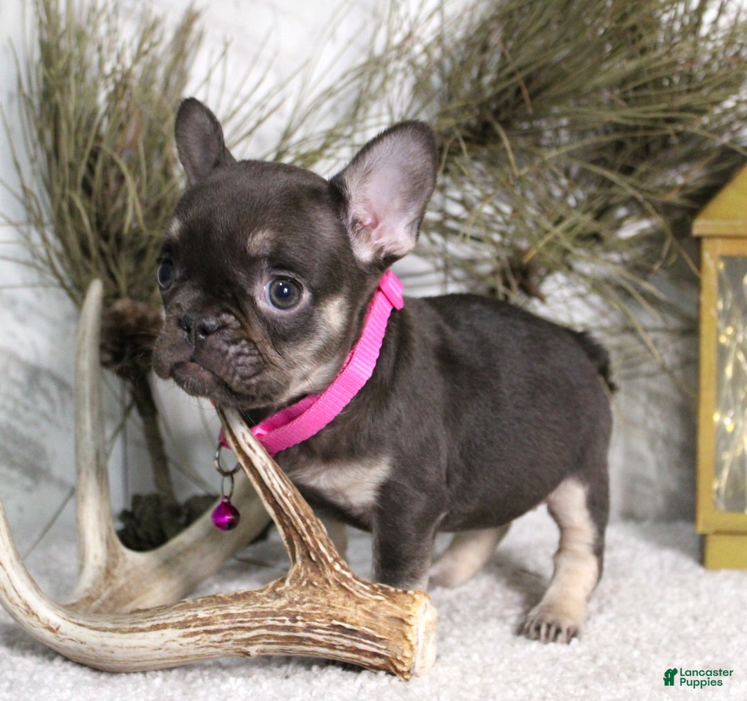 French Bulldog dogs for sale: Mocha - Ad 2