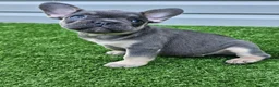 French Bulldog dogs for sale: Marina - Ad 3