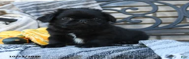 Professor Pugsly