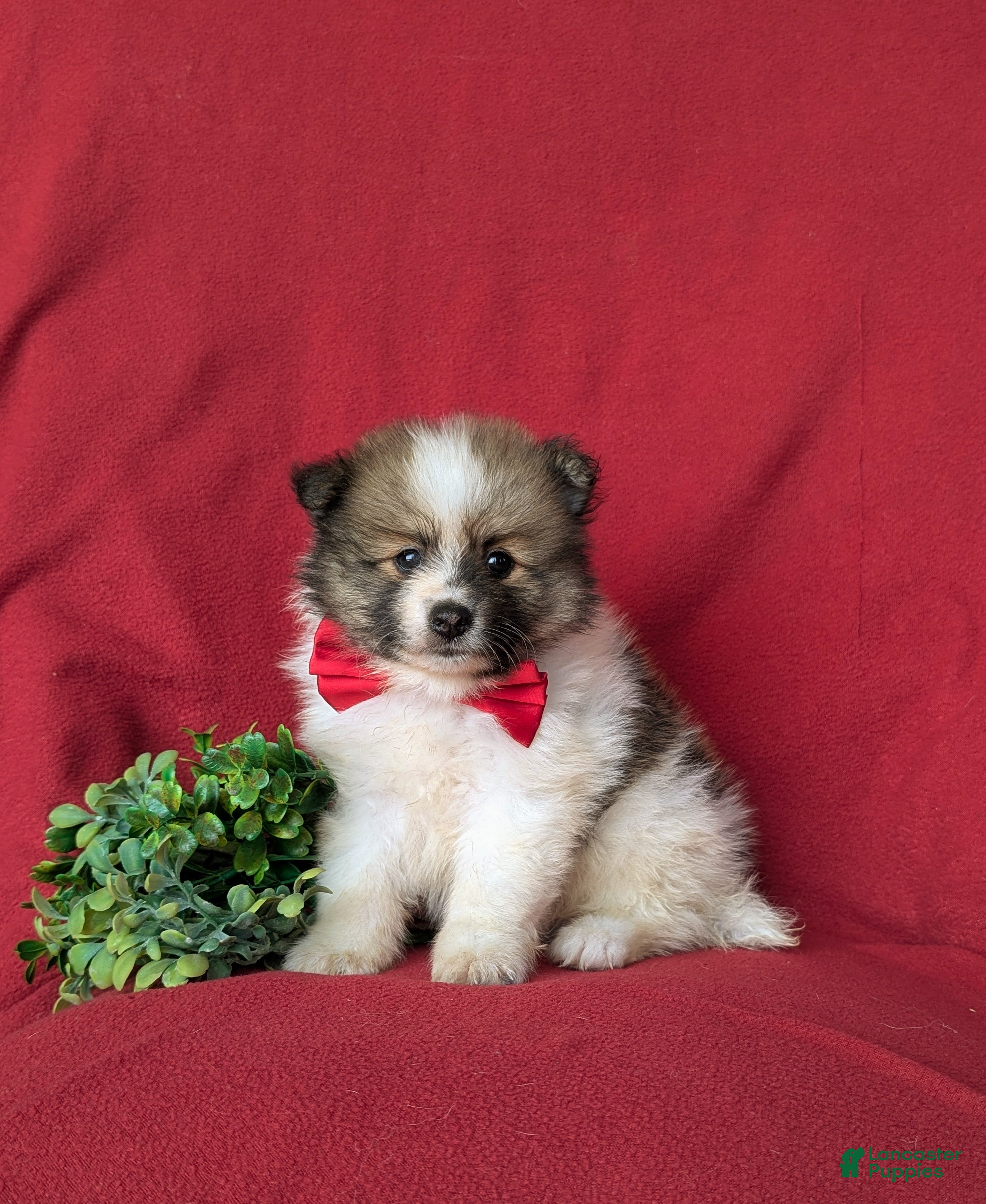 Pomeranian dogs Bigsby - Ad 1