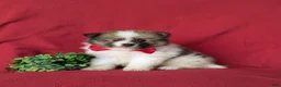 Pomeranian dogs for sale: Bigsby - Ad 1