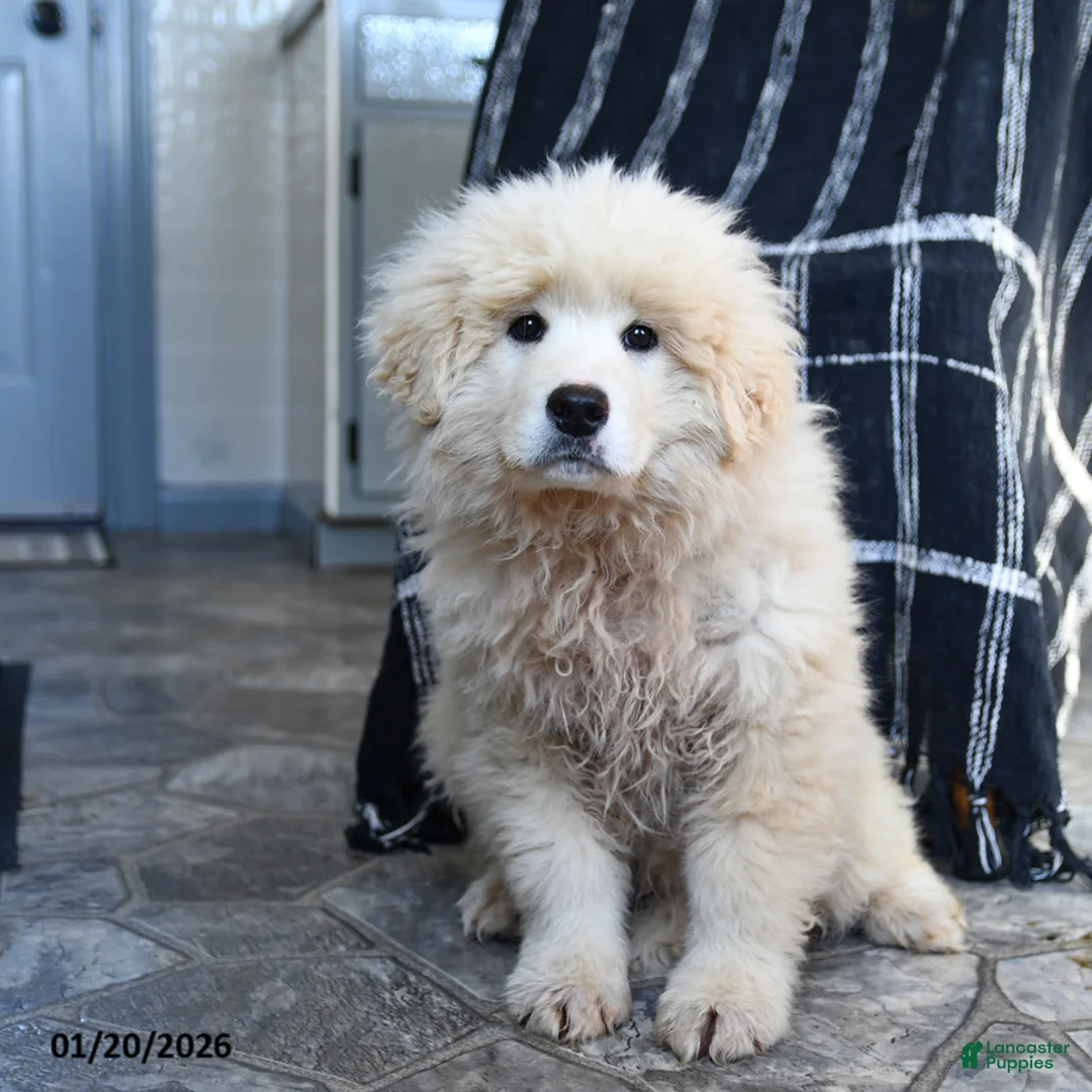 Maremma Sheepdog dogs for sale: Rocket - Ad 2