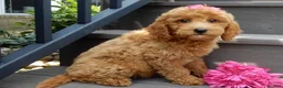 Mini Goldendoodle dogs for sale: Hazel - Ad 3