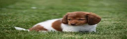 Miniature Dachshund dogs for sale: Peanut - Ad 4
