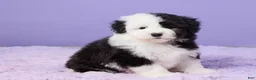 Mini Sheepadoodle dogs for sale: Sierra - Ad 3