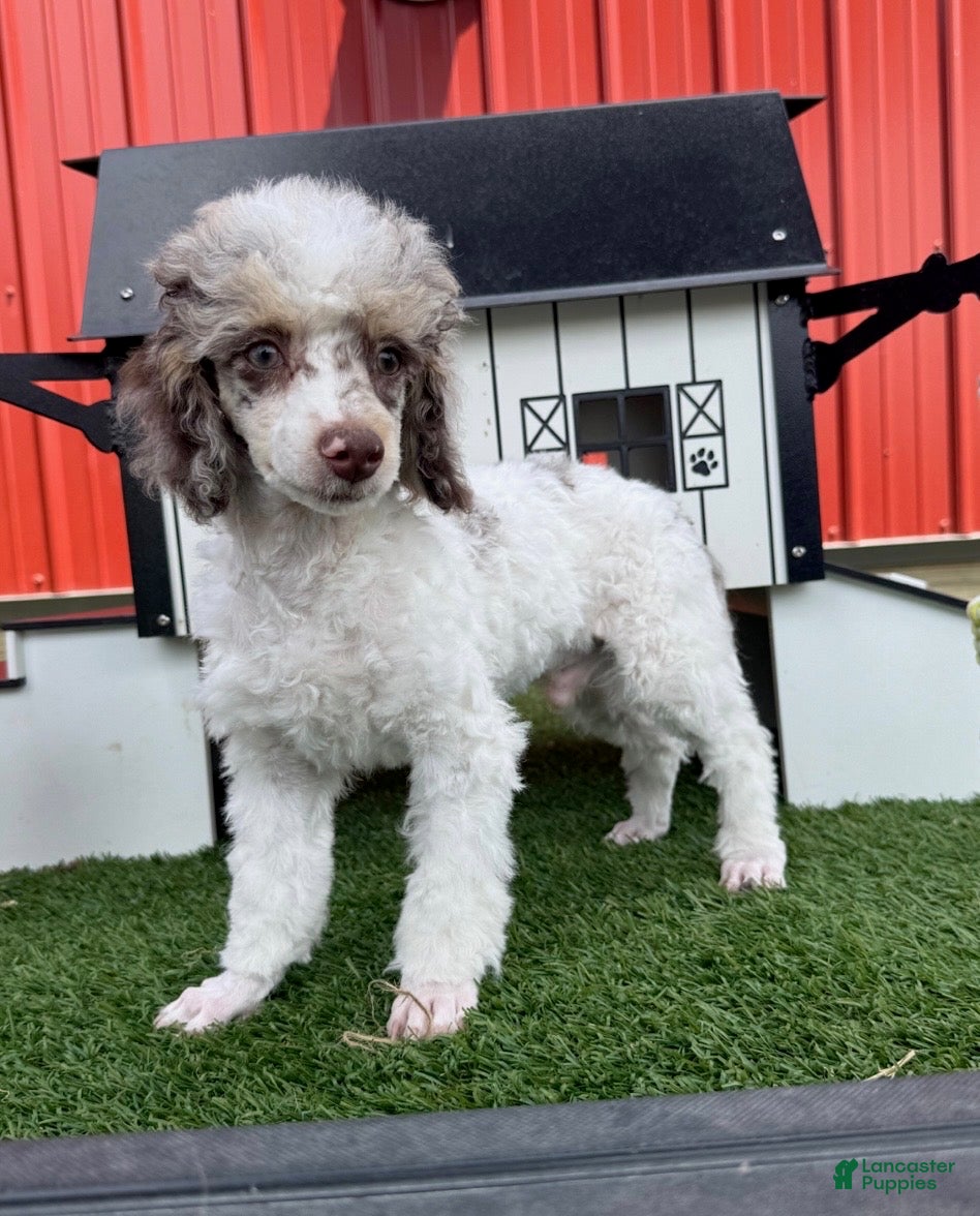 Miniature Poodle dogs for sale: Granite Miniature Poodle Puppy  - Ad 5