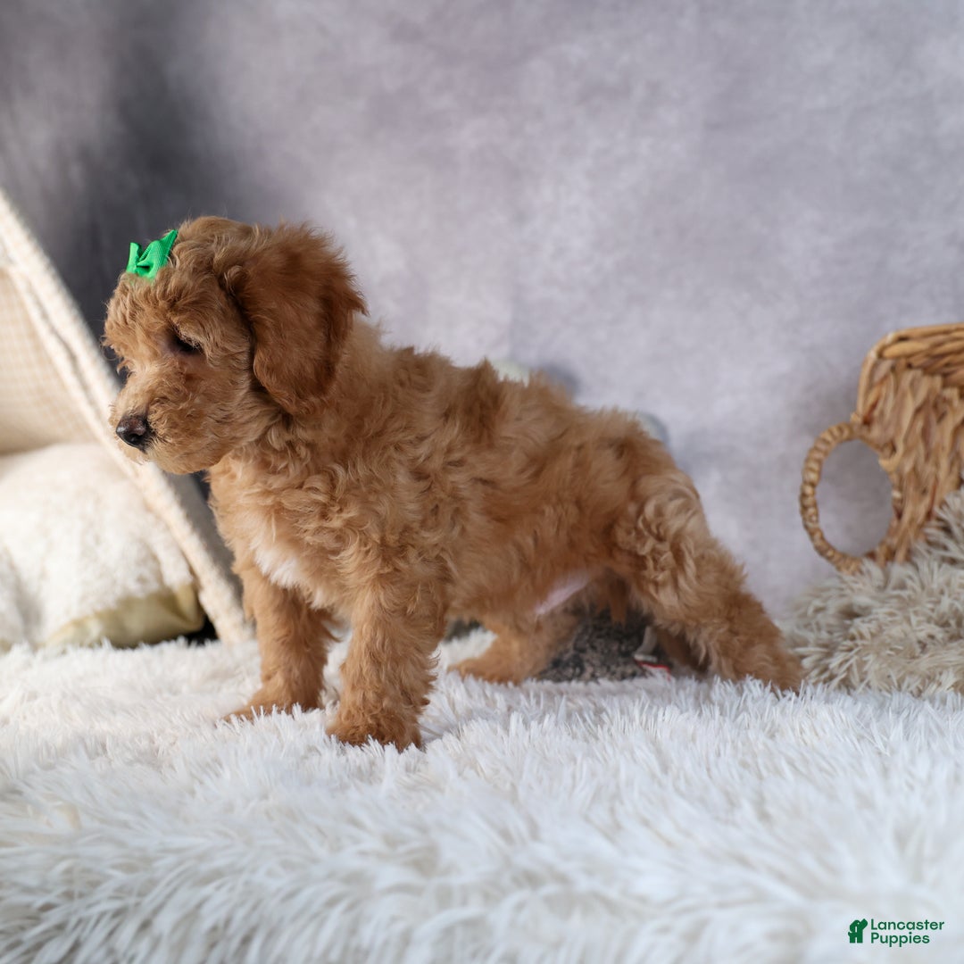 Shihpoo dogs for sale: Elmo - Ad 8