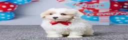 Maltipoo dogs for sale: Captain - Ad 6