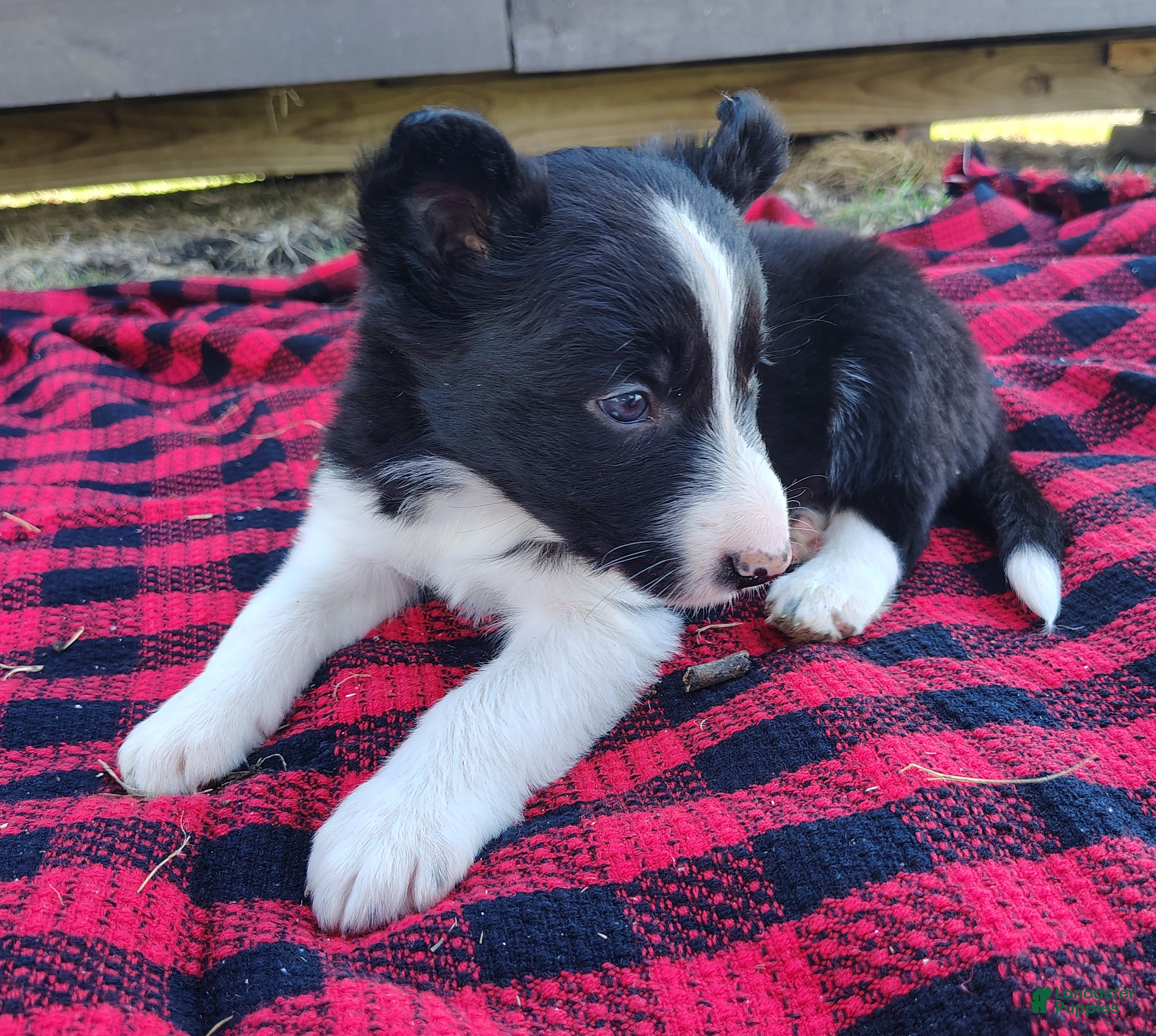 Border Collie dogs Kennedy  - Ad 2