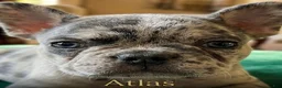 French Bulldog dogs for sale: Atlas - Ad 4