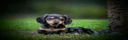 Miniature Dachshund dogs for sale: River  - Ad 1