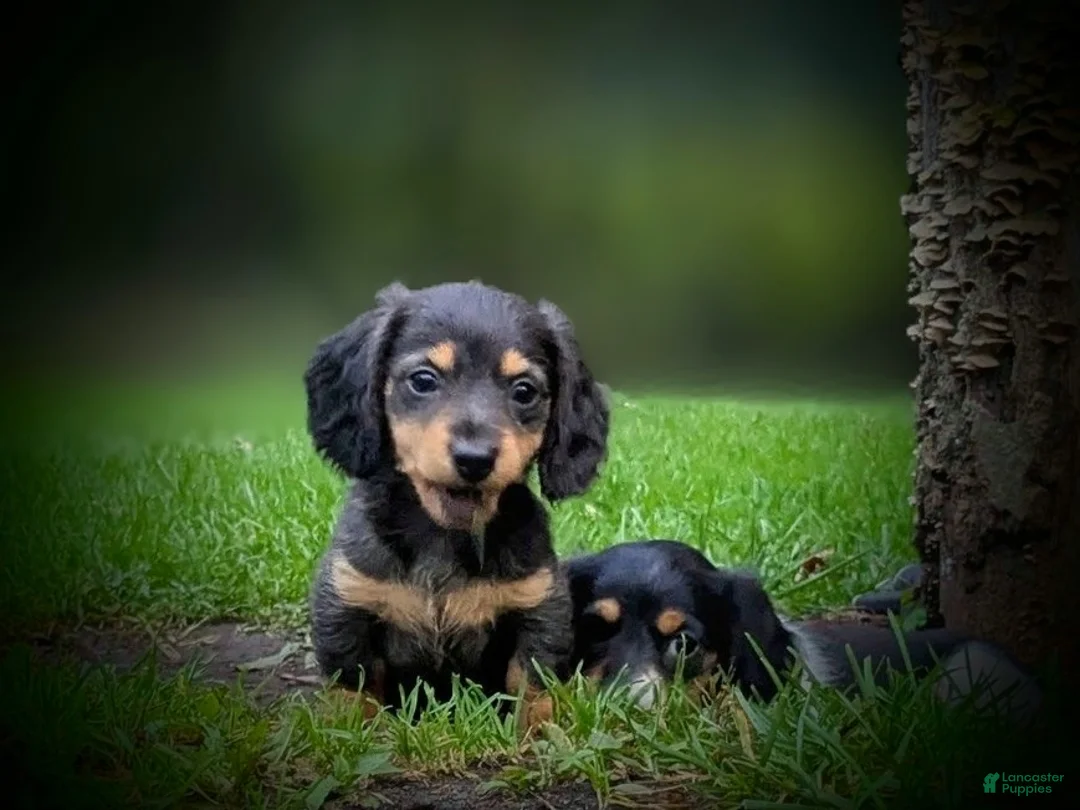 Miniature Dachshund dogs for sale: River  - Ad 1
