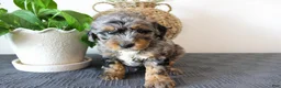 Mini Goldendoodle dogs for sale: Hobbs - Ad 1