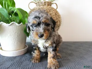 Mini Goldendoodle dogs for sale: Hobbs - Ad 3