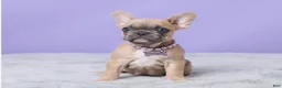 French Bulldog dogs for sale: Buttercup - Ad 6