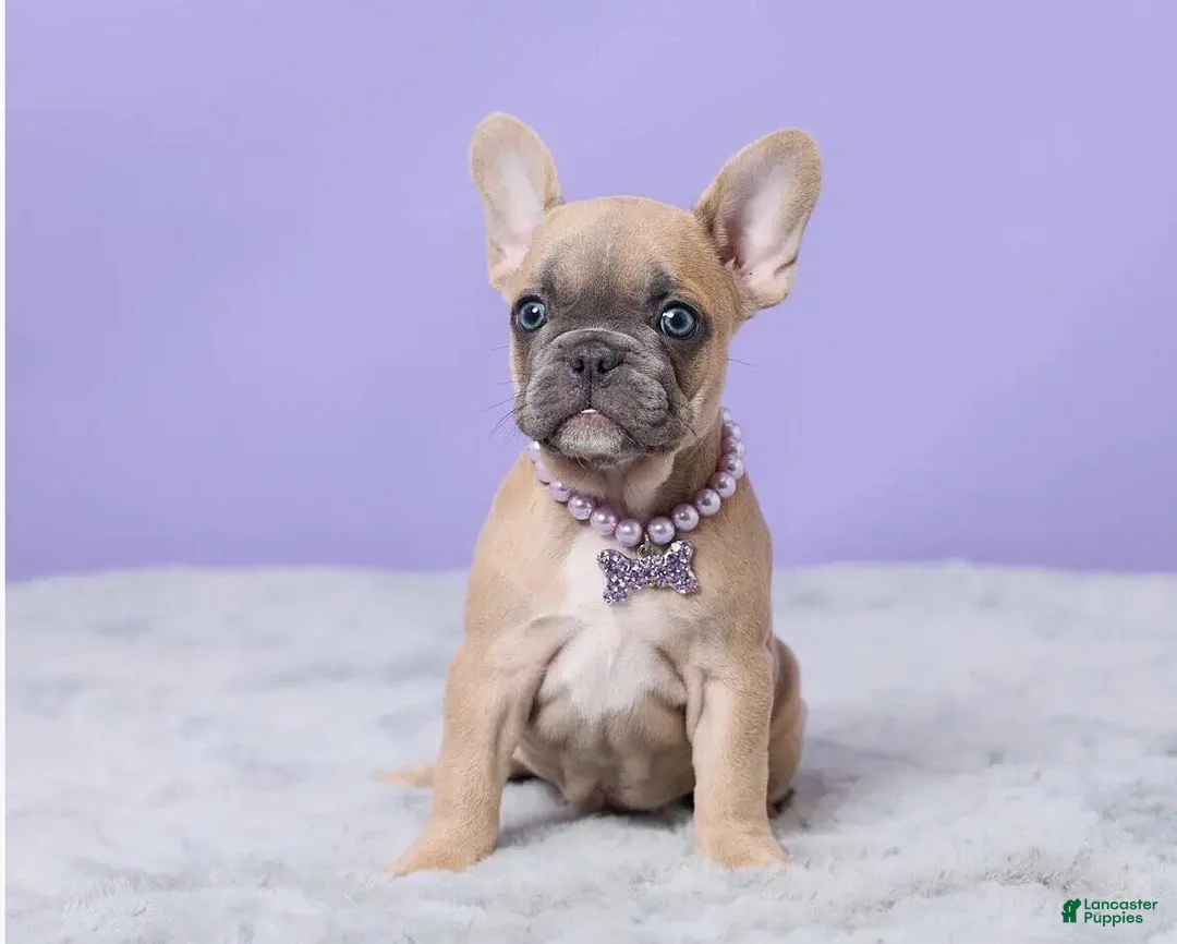 French Bulldog dogs for sale: Buttercup - Ad 6