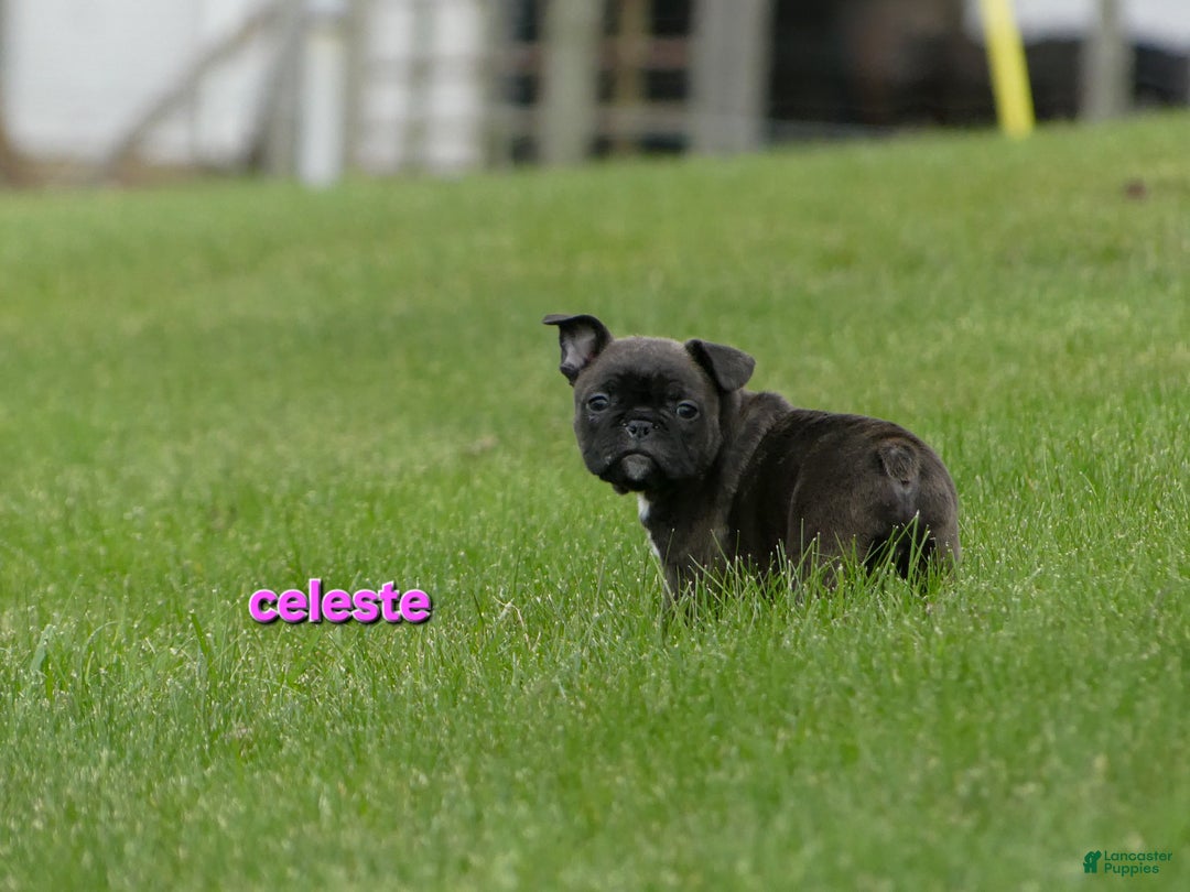 Frenchton dogs for sale: Celeste  - Ad 8