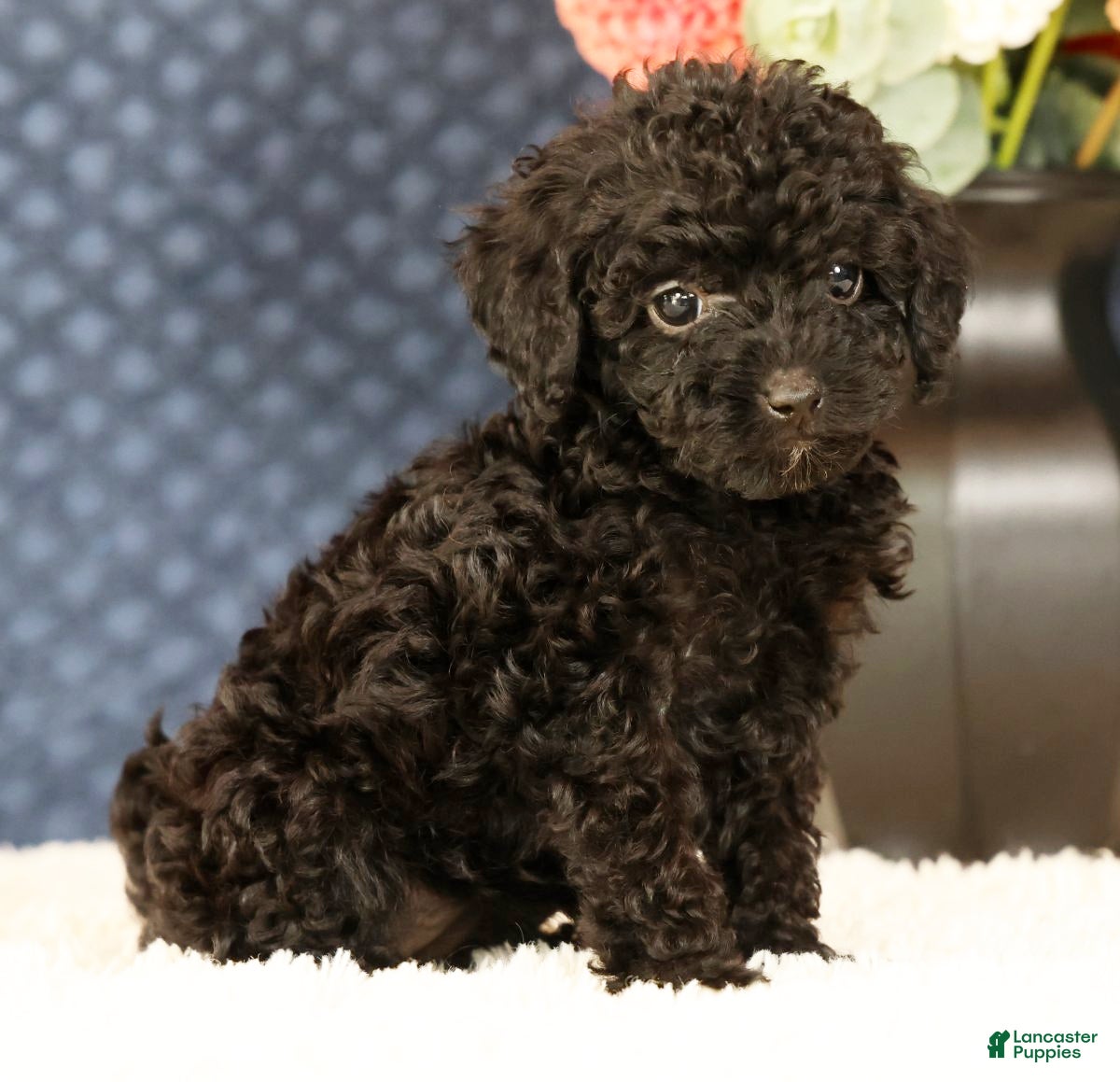 Havapoo dogs Darla - Ad 1