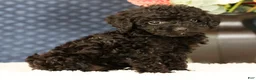 Havapoo dogs for sale: Darla - Ad 1