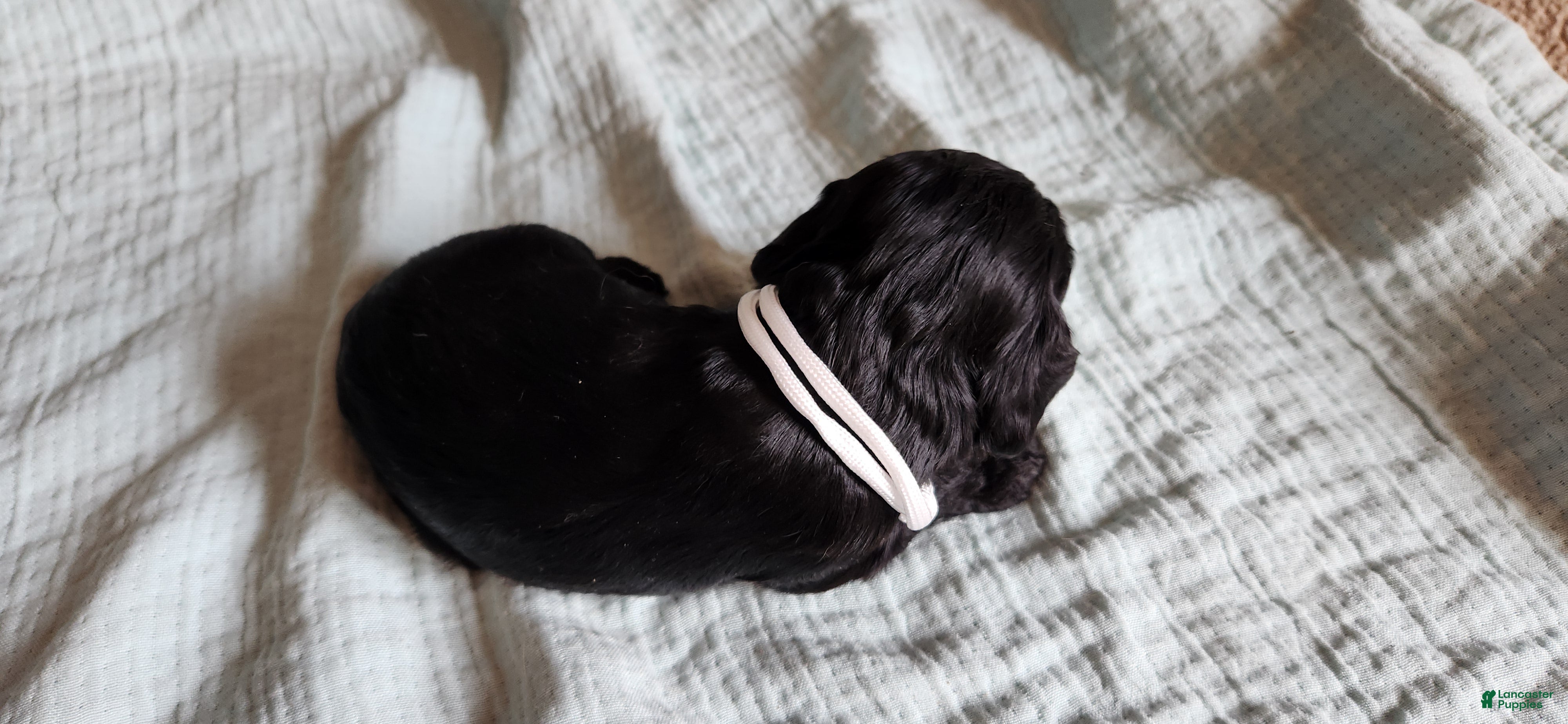 Cocker Spaniel dogs Cocker Spaniel 1 - Ad 2