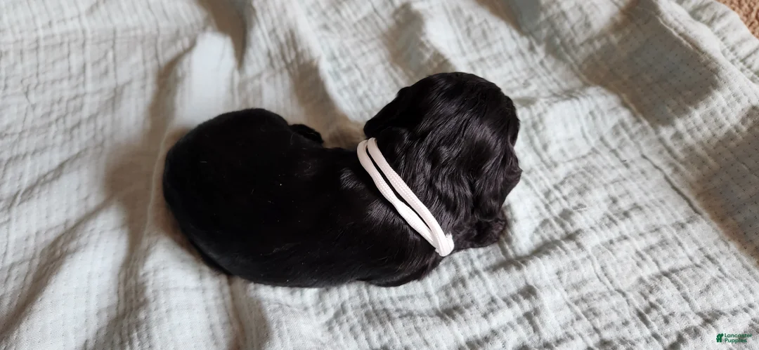 Cocker Spaniel dogs for sale: Cocker Spaniel 1 - Ad 2