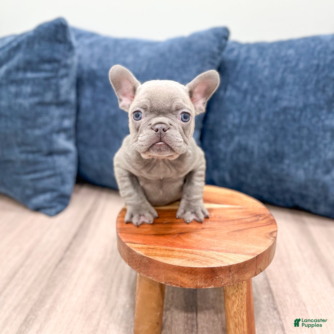 Mixed Breed dogs for sale: Mya - Ad 6