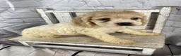 Cocker Spaniel dogs for sale: Clover - Ad 4