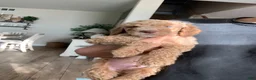 Standard Poodle dogs for sale: Standard Poodle 1 - Ad 1