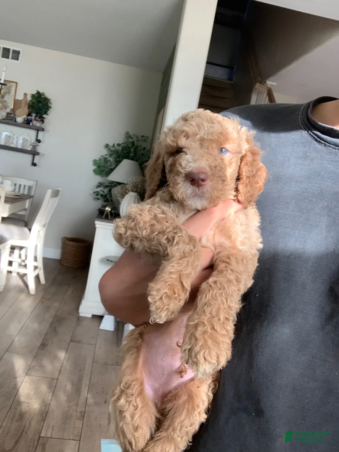 Standard Poodle dogs for sale: Standard Poodle 1 - Ad 1