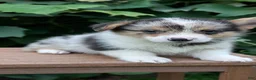 Welsh Corgi Pembroke dogs for sale: Jagger - Ad 9