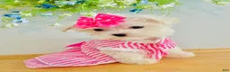Maltese dogs for sale: Teacup Coral - Ad 6