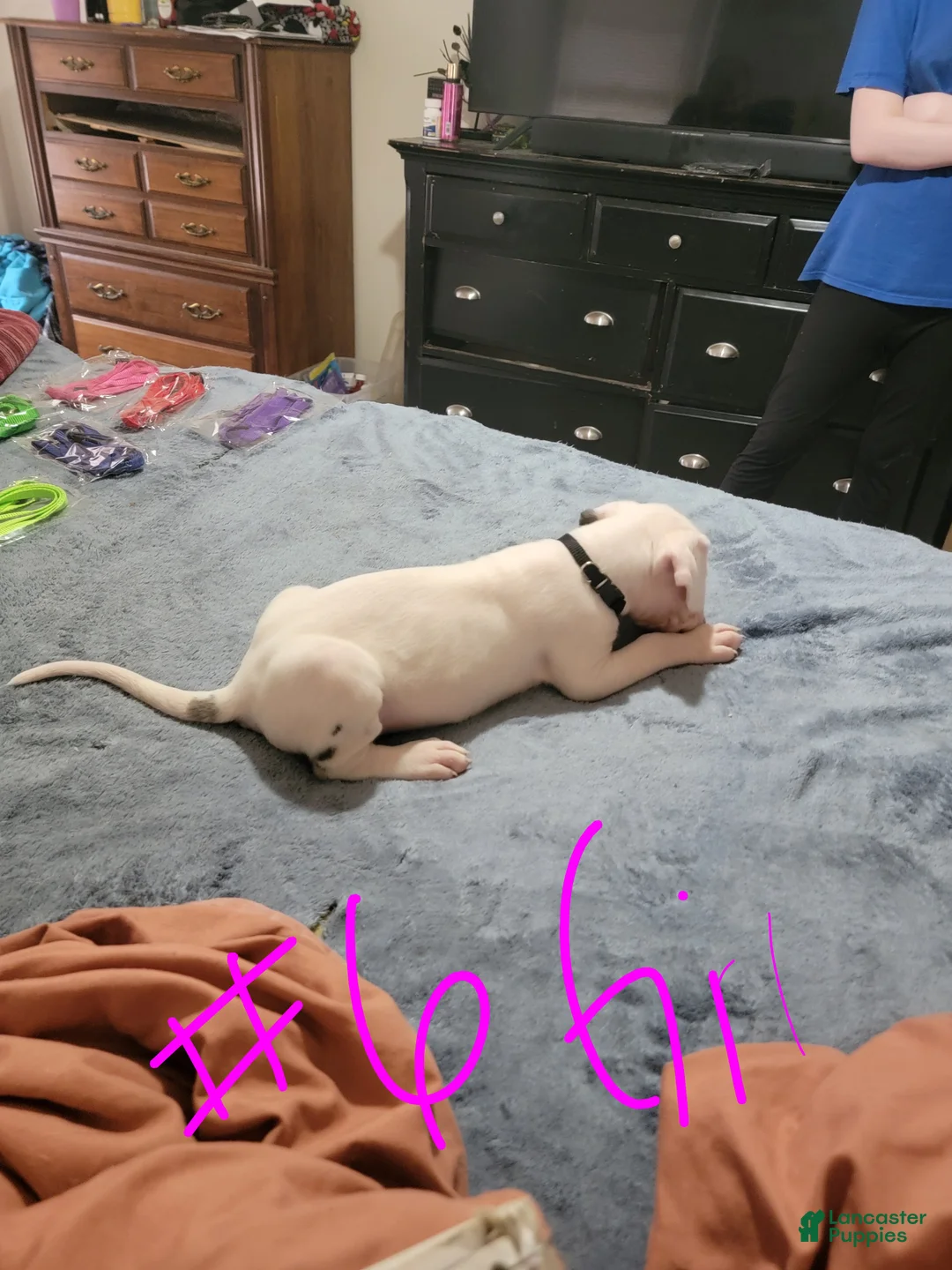 Great Dane dogs for sale: Great Dane Puppy 8 - Ad 2
