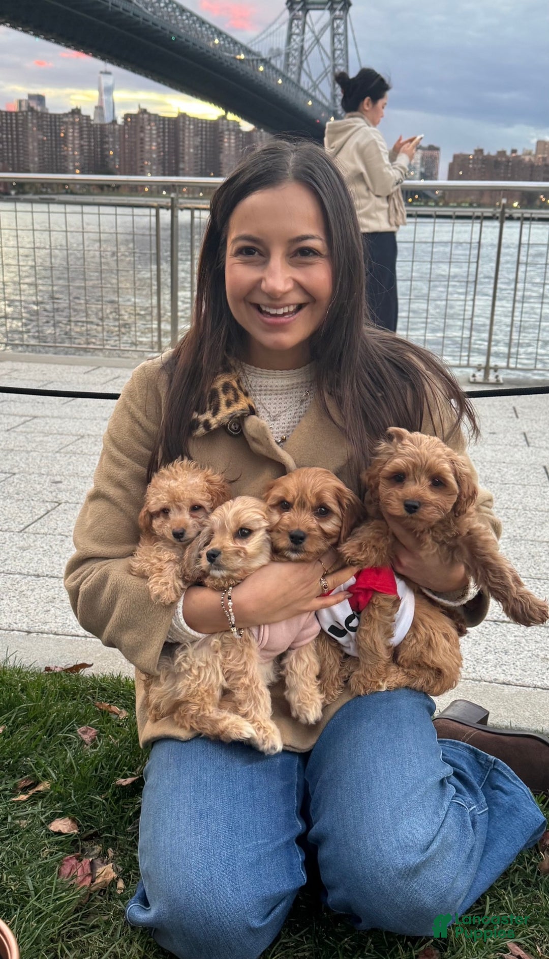 Cockapoo dogs for sale: Oliver – The “Emotional Support Bear” You’ll Fall in Love With 🧡🐾 - Ad 5