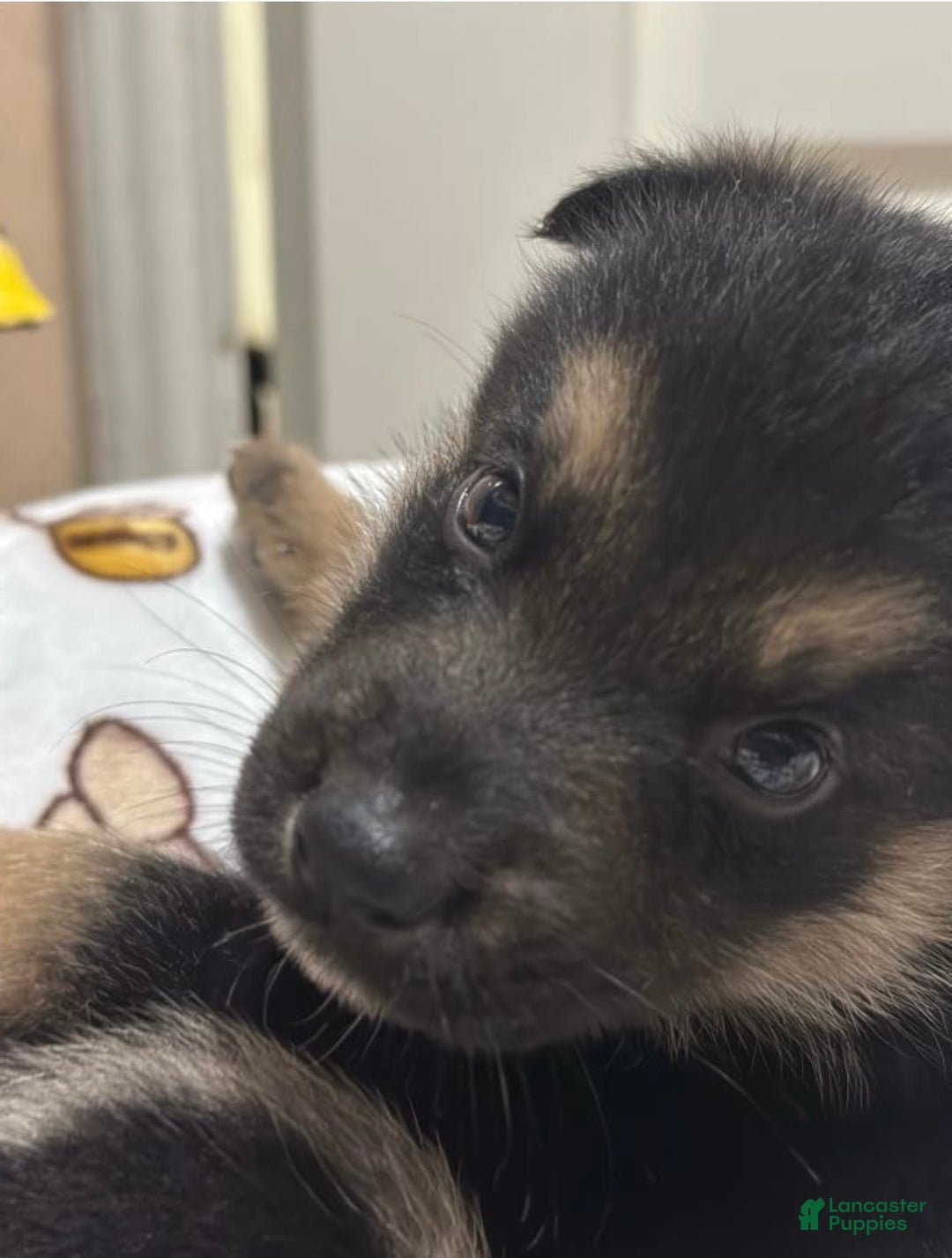 Gerberian Shepsky dogs for sale: Gerberian Shepsky Puppy 1 - Ad 6