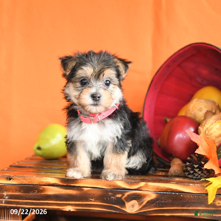 Morkie dogs Cinnamon - Ad 1