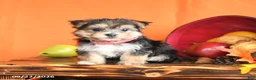 Morkie dogs for sale: Cinnamon - Ad 1