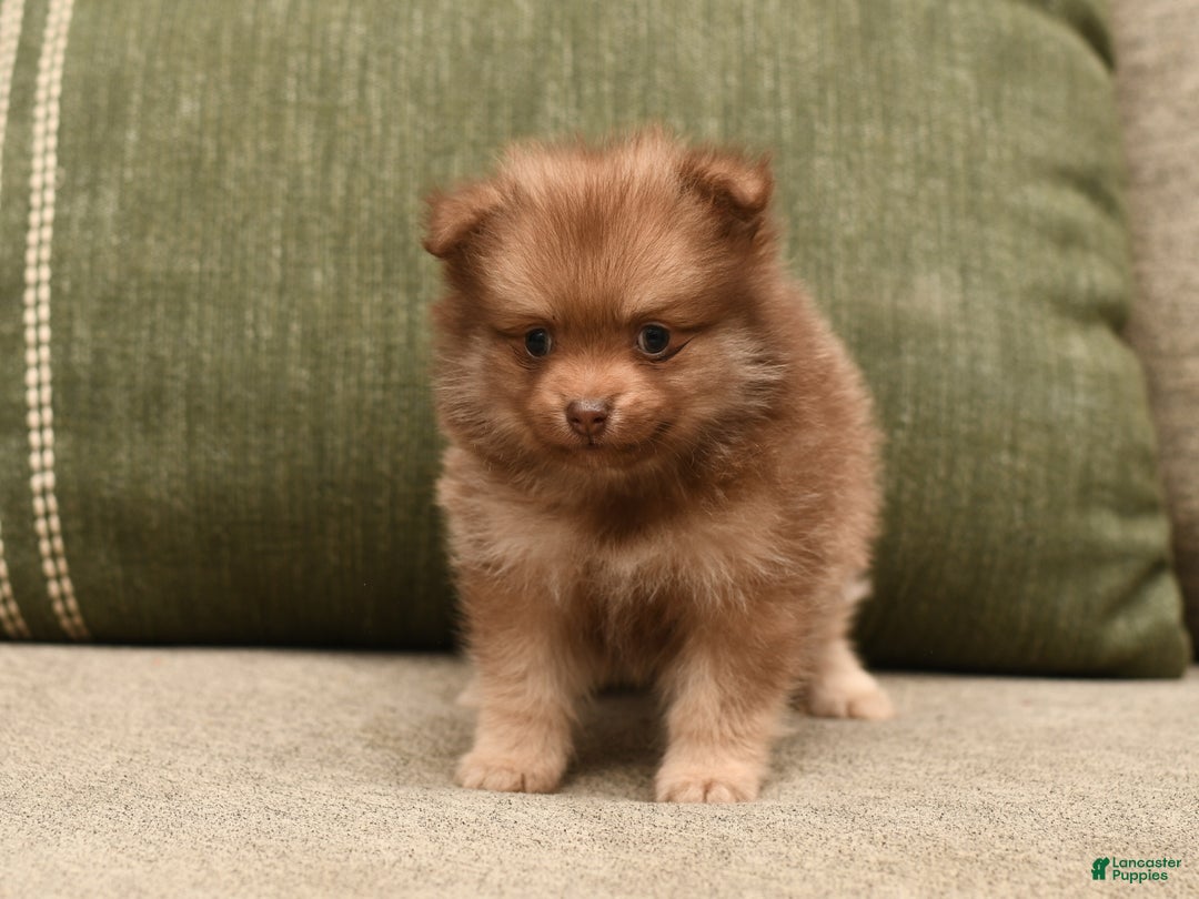 Pomeranian dogs for sale: Lucky - Ad 3