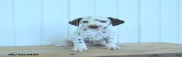 Dalmatian dogs for sale: Copper - Ad 7