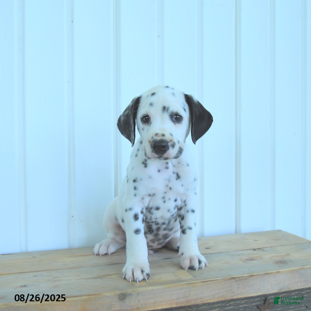 Dalmatian dogs for sale: Copper - Ad 7