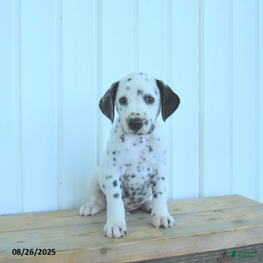 Dalmatian dogs for sale: Colt - Ad 8