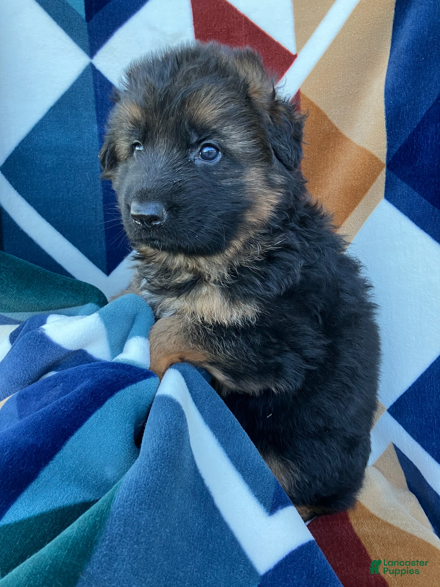 German Shepherd dogs for sale: Stetson-Male - Ad 4