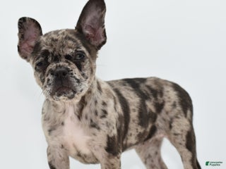 Mixed Breed dogs - Ad 28